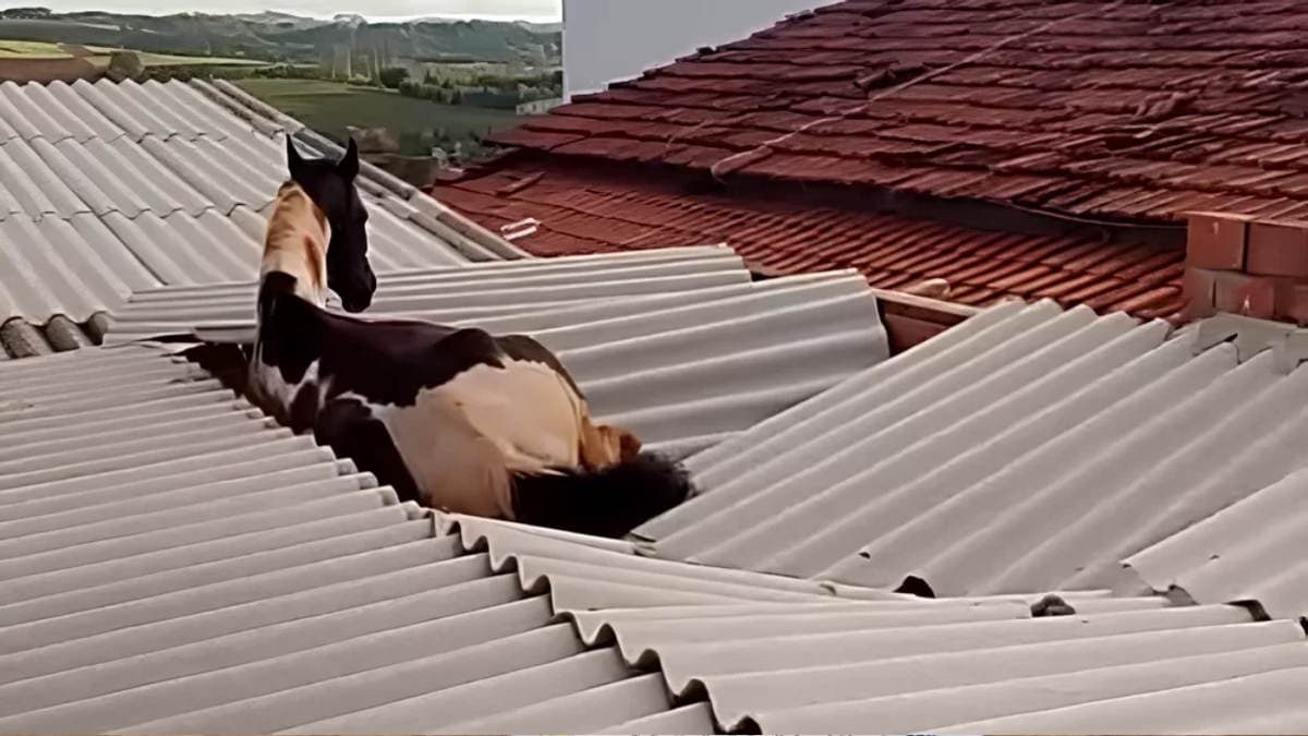Cavalo cai de telhado e morre após queda de 3 metros em cidade do interior de SP